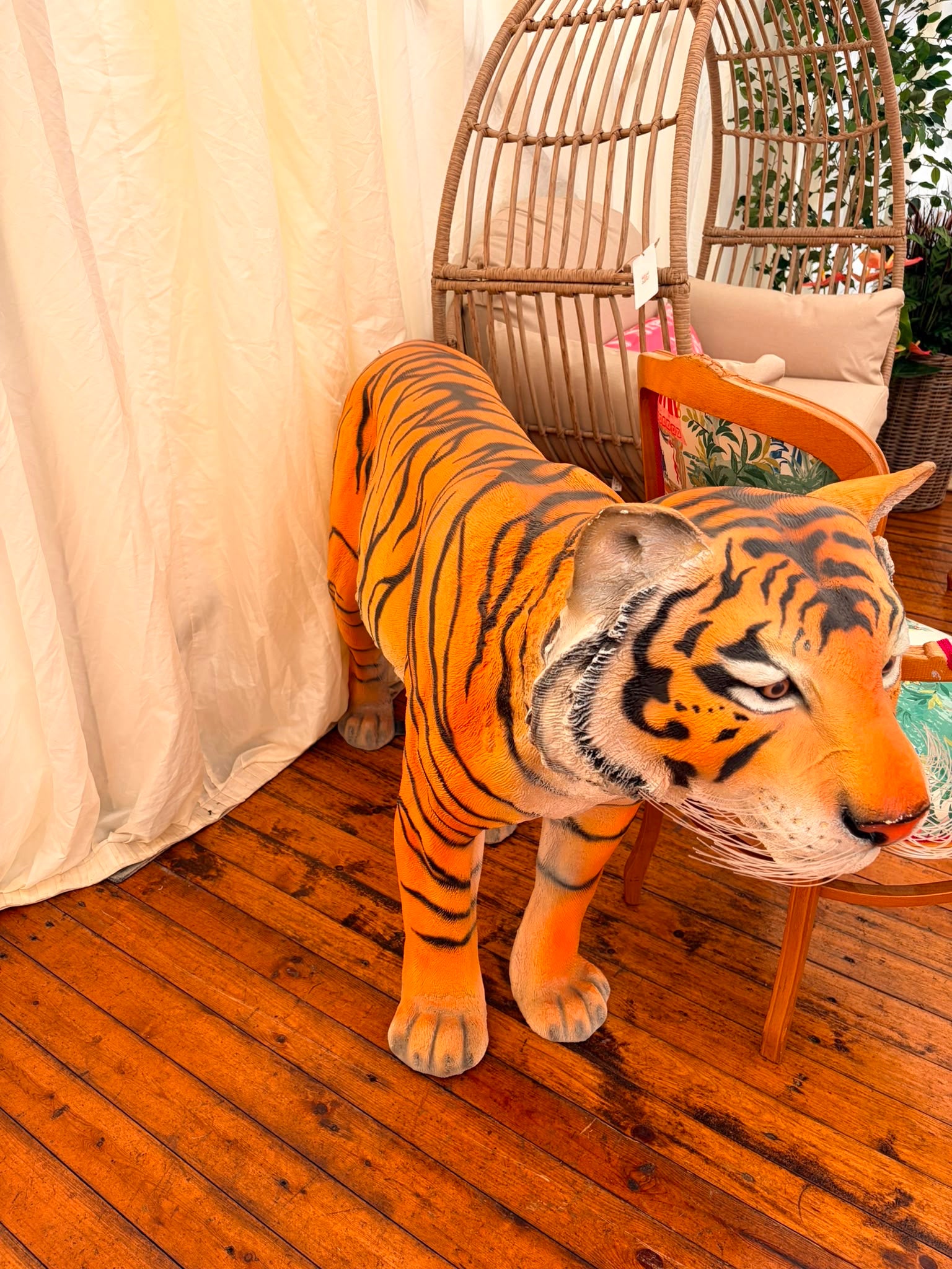 Indoor Tiger